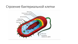 Царство бактерии, слайд 3