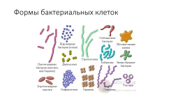 Царство бактерии, слайд 5