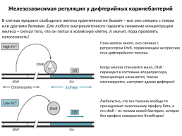 Глобальные регуляторные системы бактерий, слайд 19