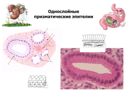 Общая гистология, слайд 27