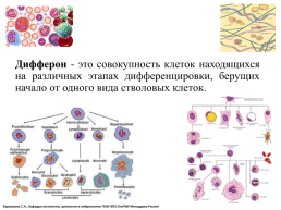 Общая гистология, слайд 5