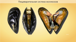 Мимический индонезийский осьминог, слайд 11