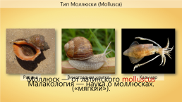 Мимический индонезийский осьминог, слайд 5
