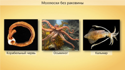 Мимический индонезийский осьминог, слайд 8