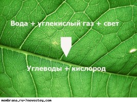 Воздушное питание растений, слайд 12