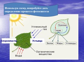 Воздушное питание растений, слайд 9