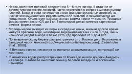 Основные промысловые виды бассейнов рек тихого океана. Северное полушарие. Умеренная –зона., слайд 22