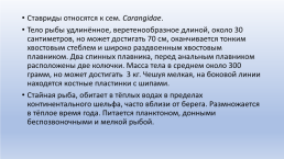 Основные объекты морского промышленного рыболовства, слайд 14