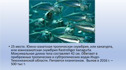 Основные объекты морского промышленного рыболовства, слайд 70