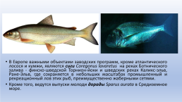 Рекреационный лов за счет выпусков заводской молоди или крупных рыб, слайд 11