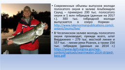 Рекреационный лов за счет выпусков заводской молоди или крупных рыб, слайд 19