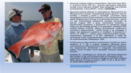 Рекреационный лов за счет выпусков заводской молоди или крупных рыб, слайд 21