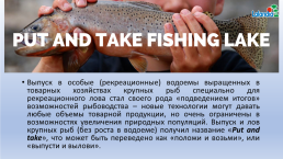 Рекреационный лов за счет выпусков заводской молоди или крупных рыб, слайд 29