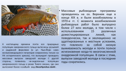 Рекреационный лов за счет выпусков заводской молоди или крупных рыб, слайд 9