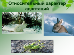 Адаптации организмов к окружающей среде, слайд 18