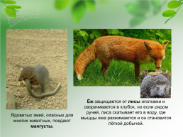 Адаптации организмов к окружающей среде, слайд 19