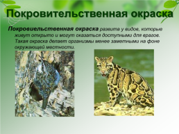 Адаптации организмов к окружающей среде, слайд 6