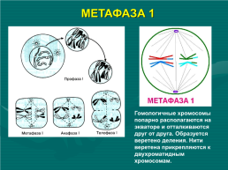 Размножение. Митоз и мейоз наглядное электронное пособие по биологии для 9, 10 классов, слайд 25