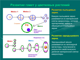 Размножение. Митоз и мейоз наглядное электронное пособие по биологии для 9, 10 классов, слайд 30