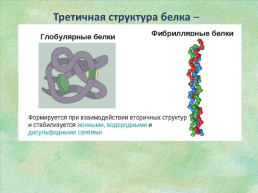 Классная работа тема: биополимеры белки, их строение и основные свойства. Роль в живых организмах, слайд 19