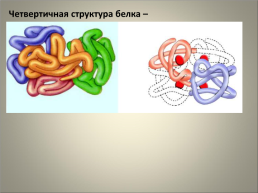 Классная работа тема: биополимеры белки, их строение и основные свойства. Роль в живых организмах, слайд 21