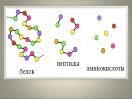 Классная работа тема: биополимеры белки, их строение и основные свойства. Роль в живых организмах, слайд 5