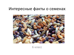Интересные факты о семенах. 6 Класс, слайд 1