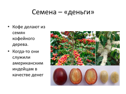 Интересные факты о семенах. 6 Класс, слайд 5