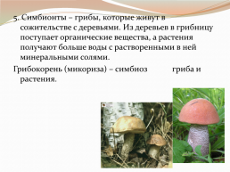 Царства живой природы грибы. Биология 5 класс, слайд 10