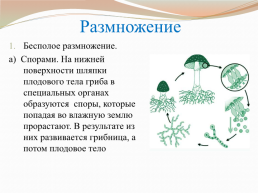 Царства живой природы грибы. Биология 5 класс, слайд 11