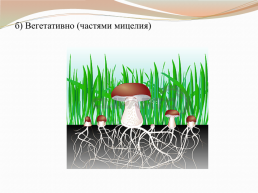 Царства живой природы грибы. Биология 5 класс, слайд 12