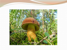 Царства живой природы грибы. Биология 5 класс, слайд 2