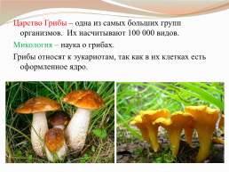 Царства живой природы грибы. Биология 5 класс, слайд 3
