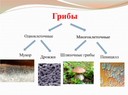 Царства живой природы грибы. Биология 5 класс, слайд 4