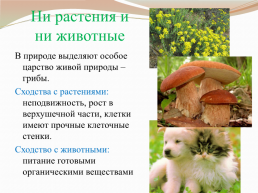 Царства живой природы грибы. Биология 5 класс, слайд 5