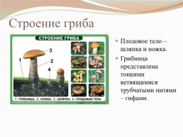 Царства живой природы грибы. Биология 5 класс, слайд 6