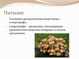 Царства живой природы грибы. Биология 5 класс, слайд 7