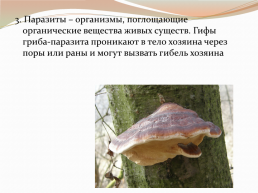 Царства живой природы грибы. Биология 5 класс, слайд 8