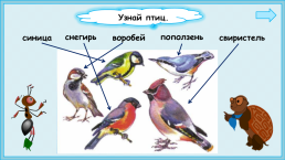 Презентация к уроку окружающего мира, 1 класс умк «Школа России». «Как зимой птицам помочь?», слайд 23