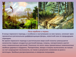 Флора и фауна палеозойской эры часть 2, слайд 12