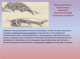 Флора и фауна палеозойской эры часть 2, слайд 3