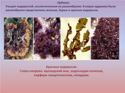 Флора и фауна палеозойской эры часть 1, слайд 3
