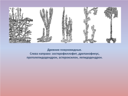 Флора и фауна палеозойской эры часть 1, слайд 37