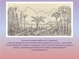 Флора и фауна палеозойской эры часть 1, слайд 40