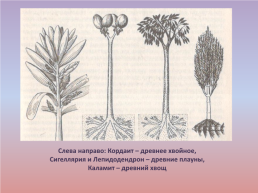Флора и фауна палеозойской эры часть 1, слайд 42