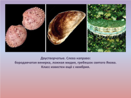 Флора и фауна палеозойской эры часть 1, слайд 8