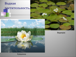 Озеро Бисерово, слайд 26