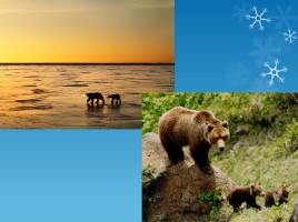 Ненецкая сказка «Белый медведь и бурый медведь», слайд 11