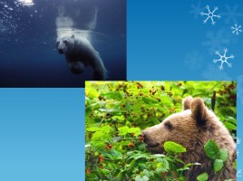 Ненецкая сказка «Белый медведь и бурый медведь», слайд 8