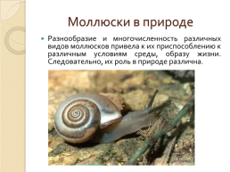 Роль моллюсков в природе и жизни человека, слайд 2